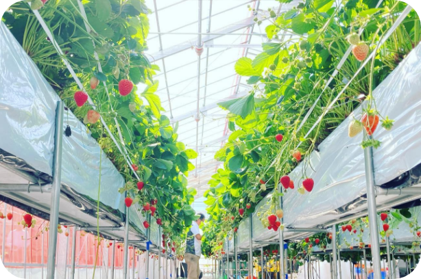 森那須外観、いちご狩りイメージ写真